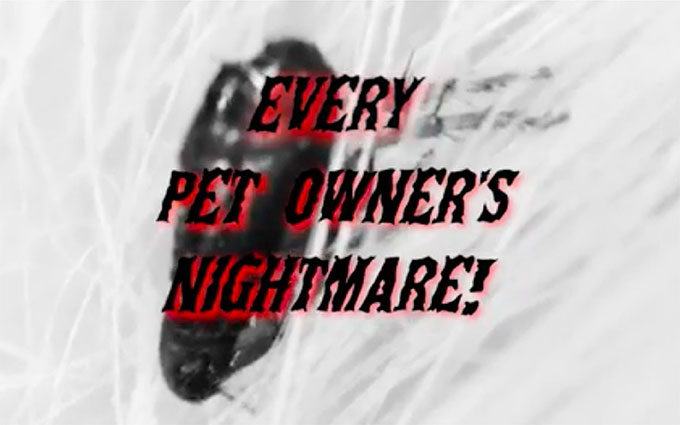 Every pet owner's nightmare!