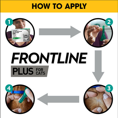 How to apply Frontline Plus for Cats