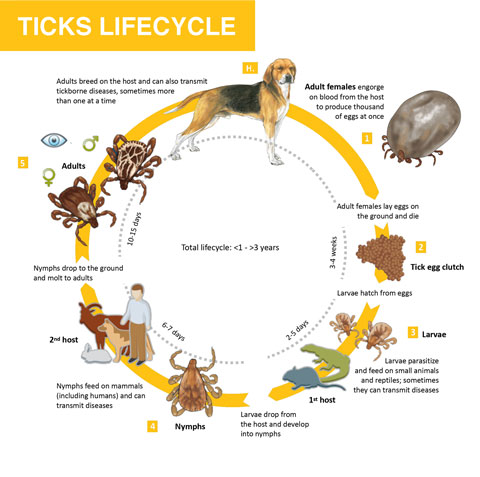Ticks Life Cycle