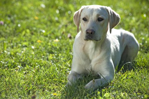 IS YOUR PET JUST TIRED – OR COULD THEY HAVE LYME DISEASE?