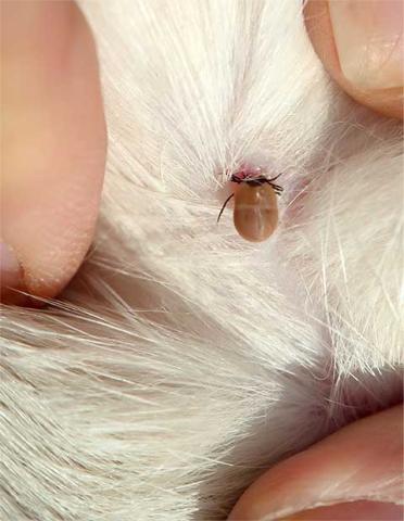 Ticks and Fleas